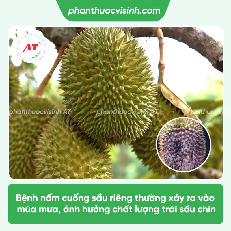 Phòng trừ nấm cuống sầu riêng hiệu quả, an toàn