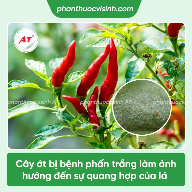 Nguyên nhân bệnh phấn trắng trên cây ớt và cách khắc phục
