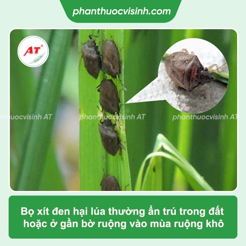 Phòng trừ bọ xít đen hại lúa an toàn, hiệu quả vượt trội