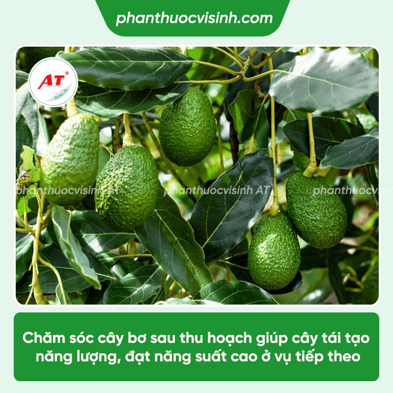 Cách chăm sóc bơ sau thu hoạch mau hồi phục, năng suất cao