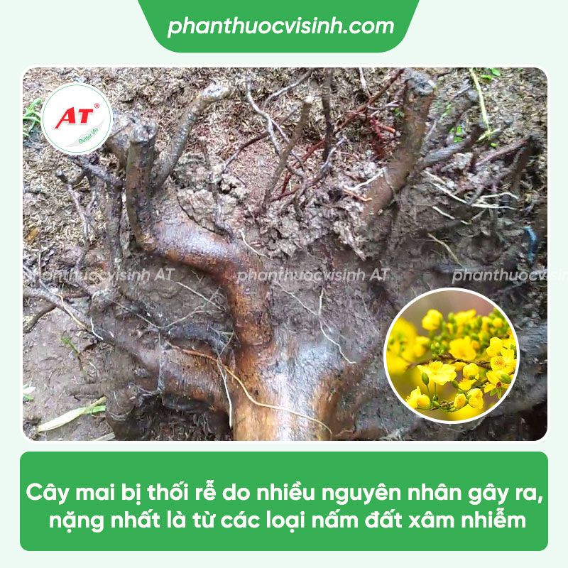 Hướng dẫn các cách xử lý cây mai bị thối rễ hiệu quả nhất
