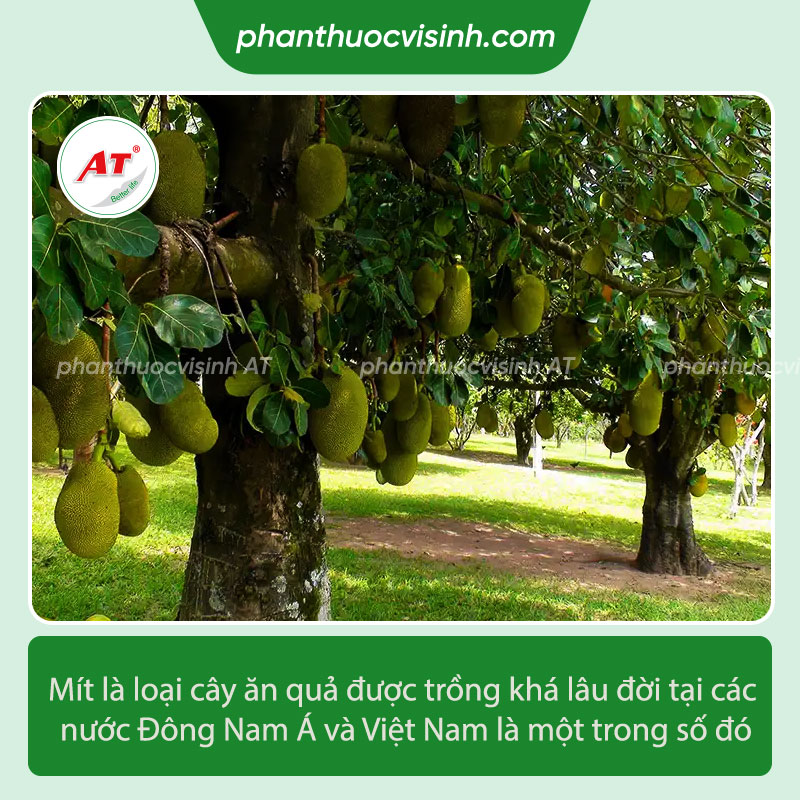 Bôi vôi vào mít có tác dụng gì?