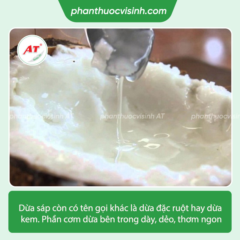 Cách trồng dừa sáp cho đúng kỹ thuật