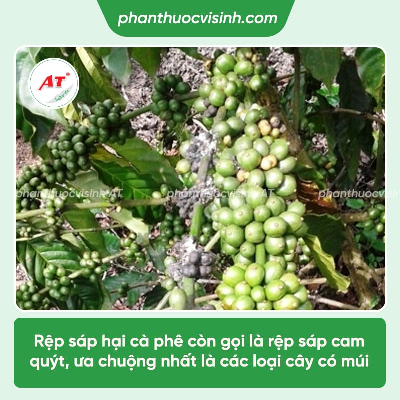 Rệp sáp hại cà phê và cách phòng trừ hiệu quả