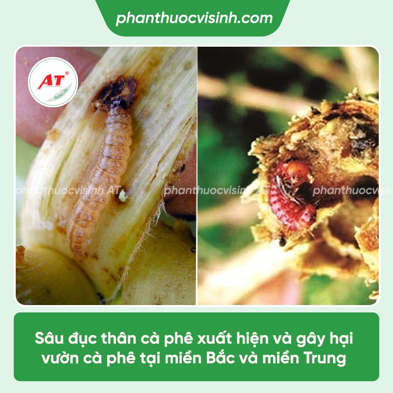 Cách phòng trừ sâu đục thân cà phê an toàn, hiệu quả