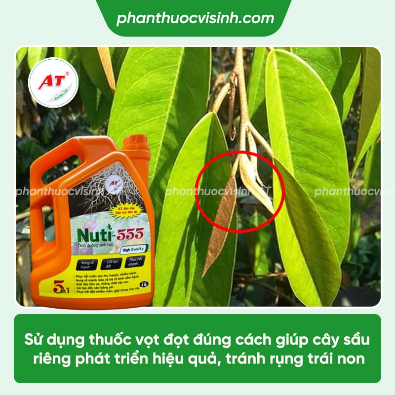 Vọt đọt sầu riêng, kéo đọt nhanh, mập đọt - Nuti 555
