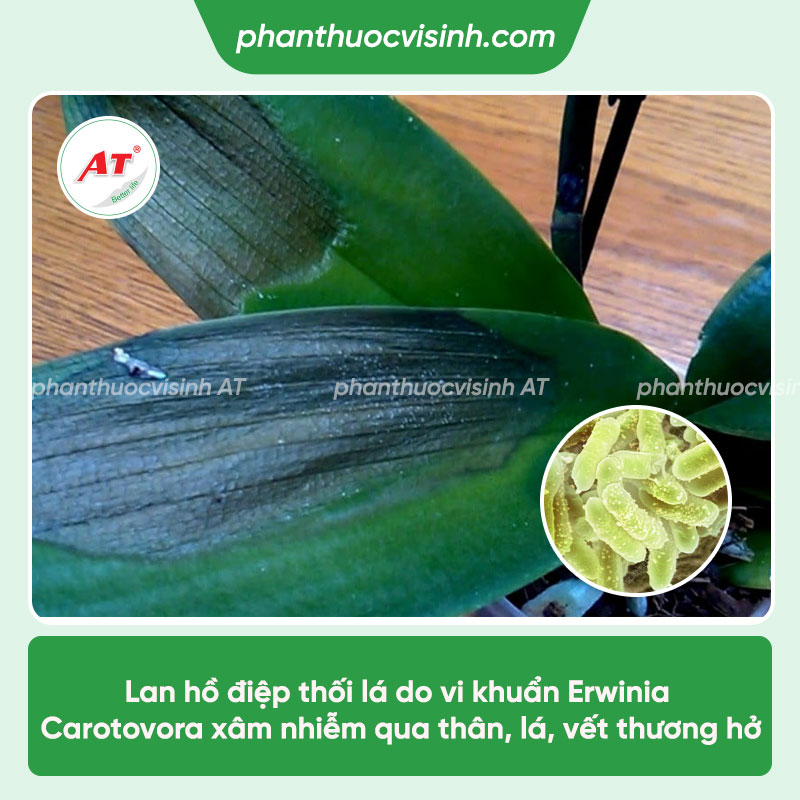 Lan hồ điệp bị thối lá: Phòng trừ hiệu quả, an toàn