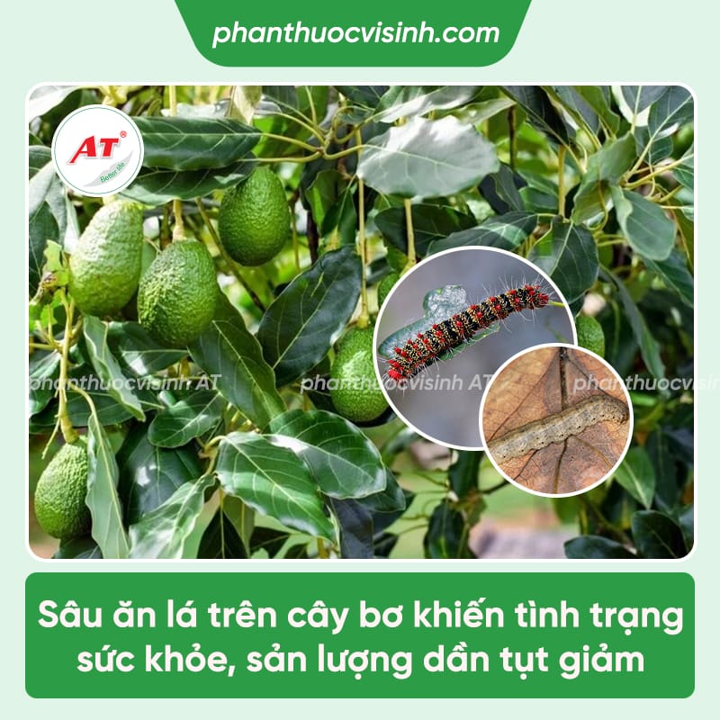 Cách điều trị sâu ăn lá bơ và biện pháp phòng trừ tốt nhất