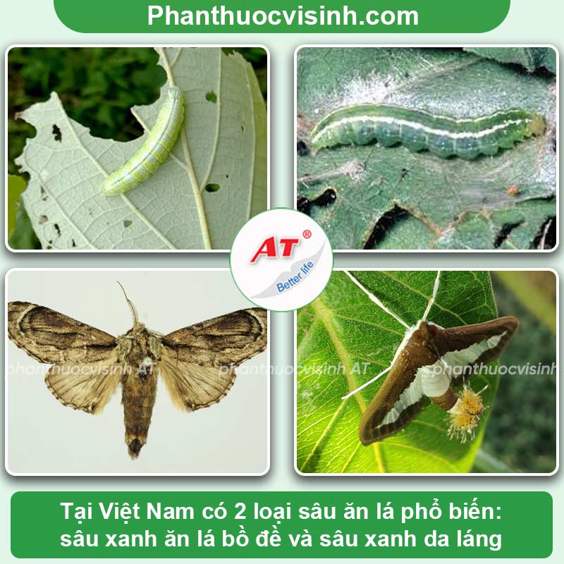 Tiêu diệt sâu ăn lá đơn giản, hiệu quả và nhanh chóng