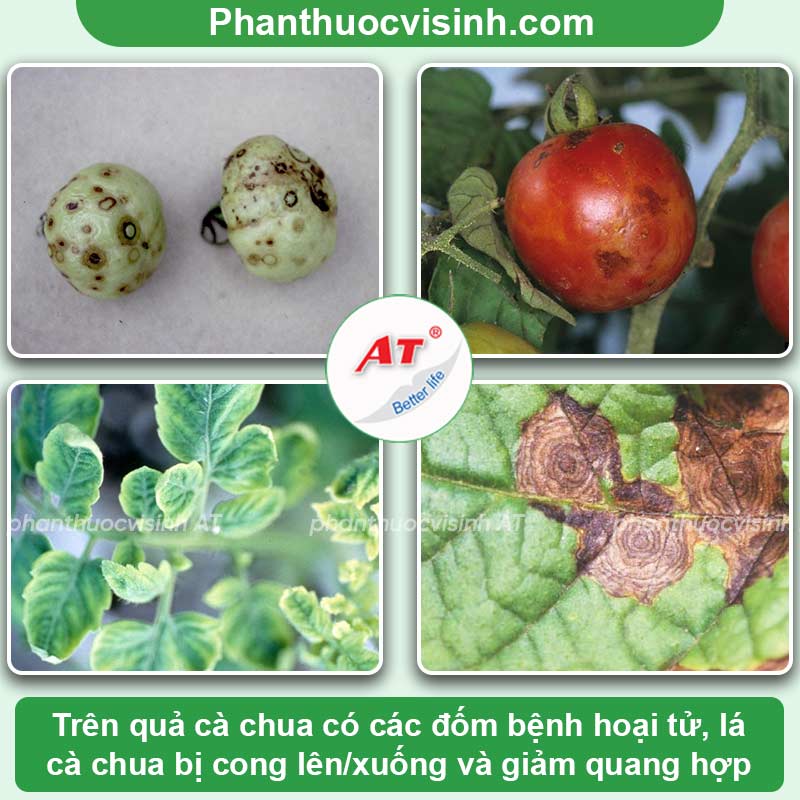 Phòng trừ bệnh virus trên cây cà chua nhanh chóng, hiệu quả