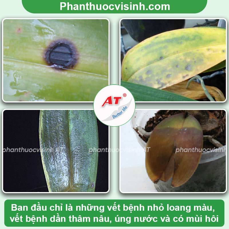 Vì sao lan bị úng lá? Cách xử lý dứt điểm, nhanh chóng