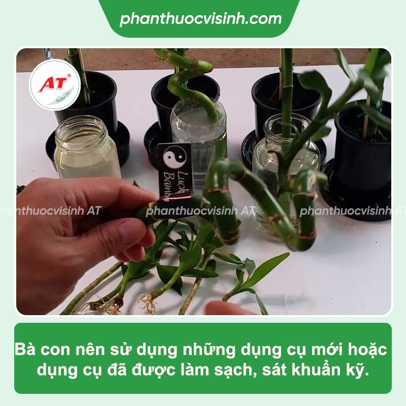 Cách chiết cây phát tài đơn giản, thành công ngay tại nhà