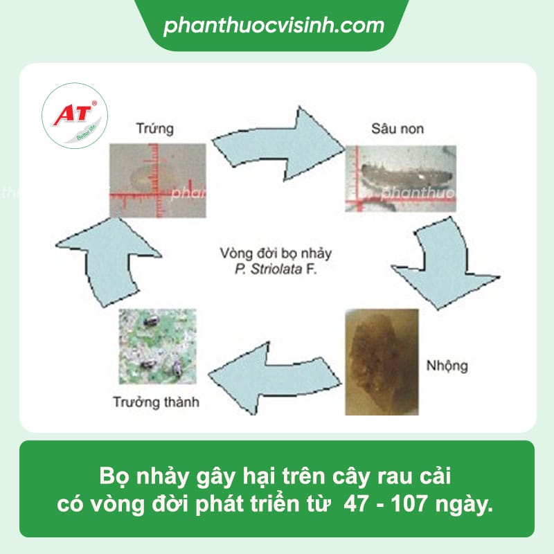 Thuốc diệt bọ nhảy ở rau cải tận gốc, hiệu quả nhanh chóng