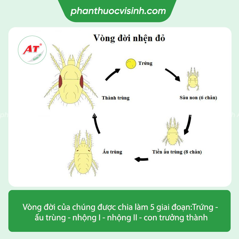Thuốc trị nhện đỏ hại cà phê an toàn, hiệu quả