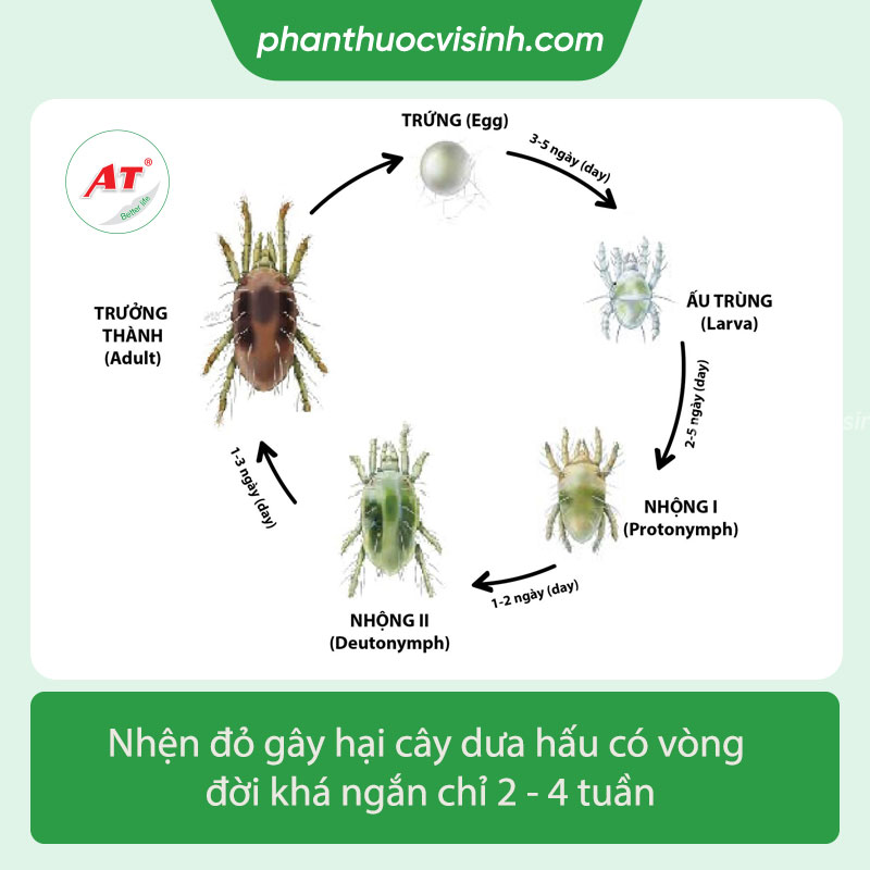 Tìm hiểu nhện đỏ hại dưa hấu và cách phòng ngừa