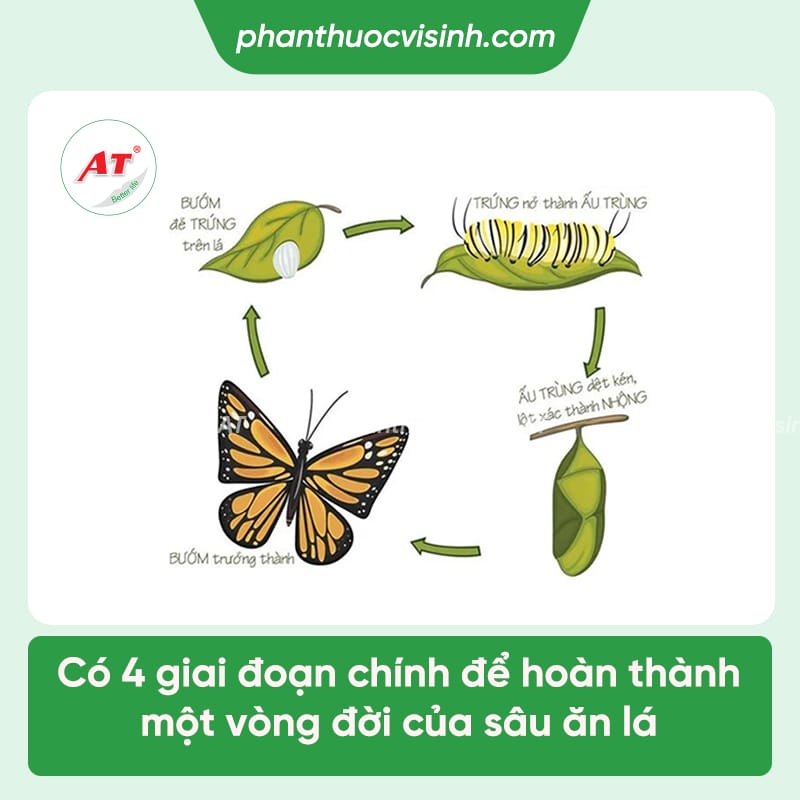 Cách điều trị sâu ăn lá bơ và biện pháp phòng trừ tốt nhất