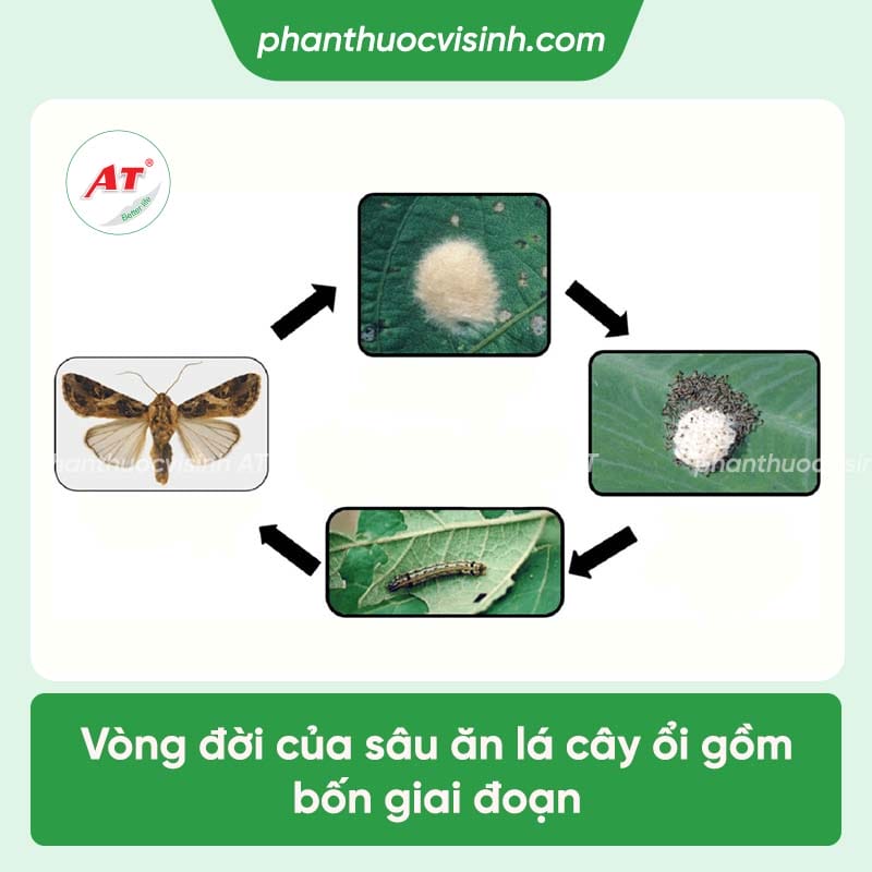 Tác hại của sâu ăn lá ổi và cách phòng trừ hiệu quả, an toàn