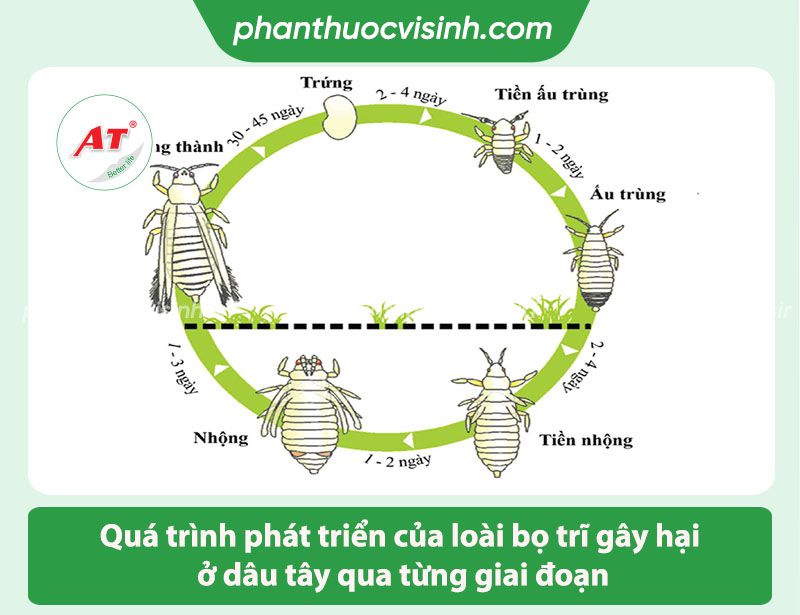 Cách phòng trừ dâu tây bị bọ trĩ tấn công hiệu quả cao
