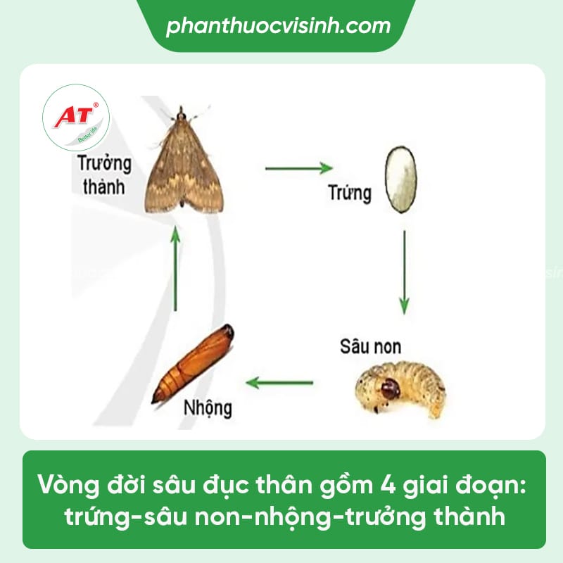 Cách phòng trị sâu đục thân cây điều triệt để, an toàn