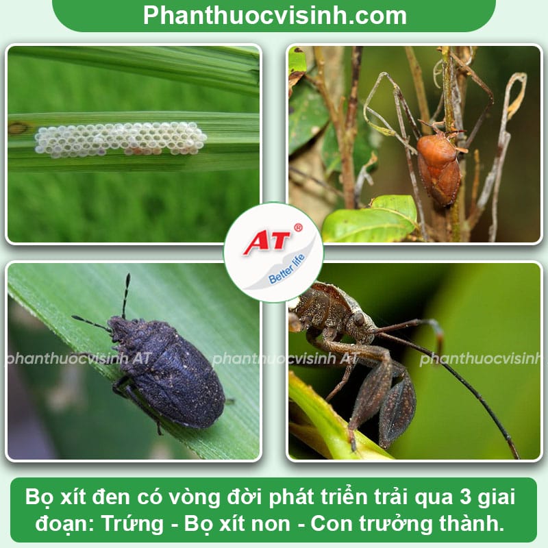 Phòng trừ bọ xít đen hại lúa an toàn, hiệu quả vượt trội