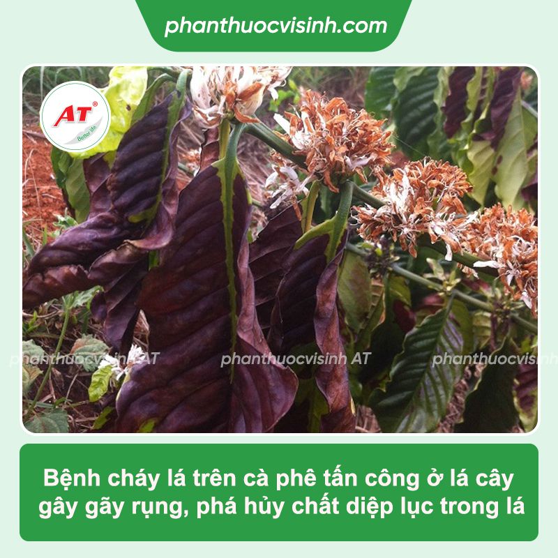 Bệnh cháy lá cà phê: Nguyên nhân, phòng trừ hiệu quả