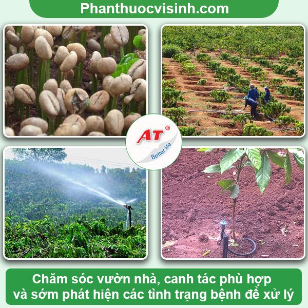 Bệnh cháy lá cà phê: Nguyên nhân, phòng trừ hiệu quả