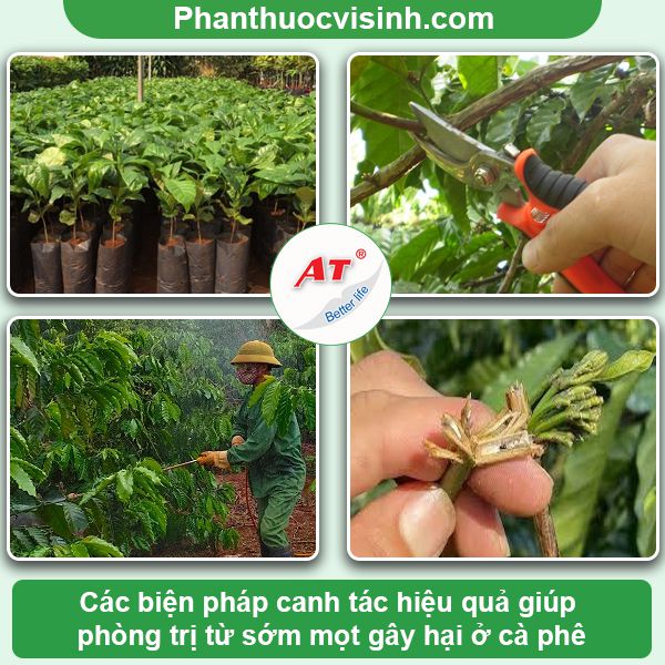 Cách phòng trừ mọt đục cành cà phê dứt điểm, an toàn 3 Mọt đục cành cà phê: Phòng trừ hiệu quả, an toàn