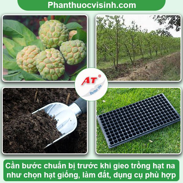 Cách ươm hạt na, gieo trồng tại nhà đơn giản, sai quả