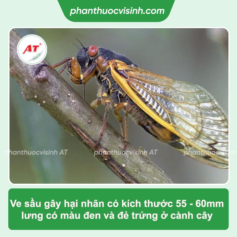 Phòng trừ ve sầu hại nhãn hiệu quả, an toàn
