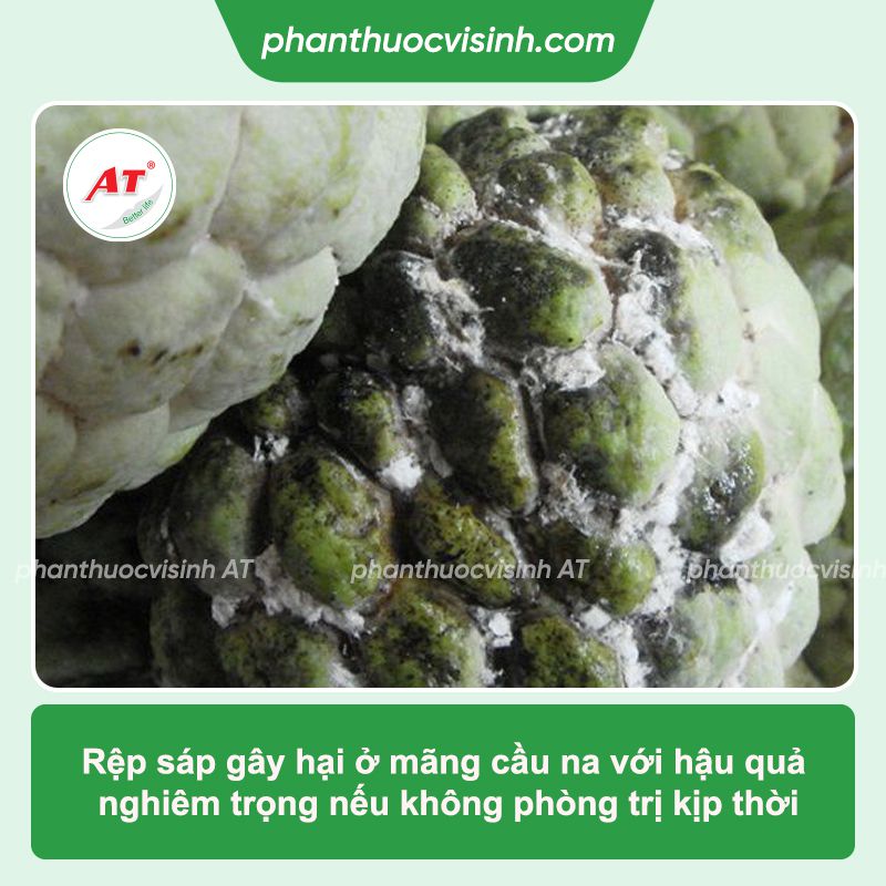 Rệp sáp hại mãng cầu na: Biểu hiện, phòng trừ hiệu quả 2 Rệp sáp hại mãng cầu na: Biểu hiện, phòng trừ hiệu quả