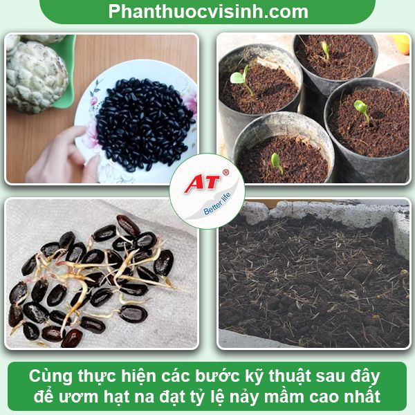 Cách ươm hạt na, gieo trồng tại nhà đơn giản, sai quả
