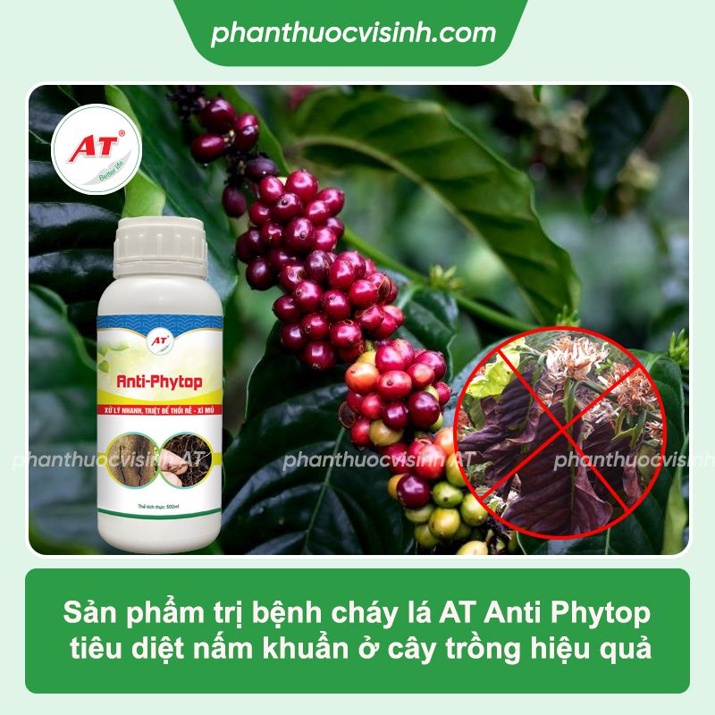 Bệnh cháy lá cà phê: Nguyên nhân, phòng trừ hiệu quả