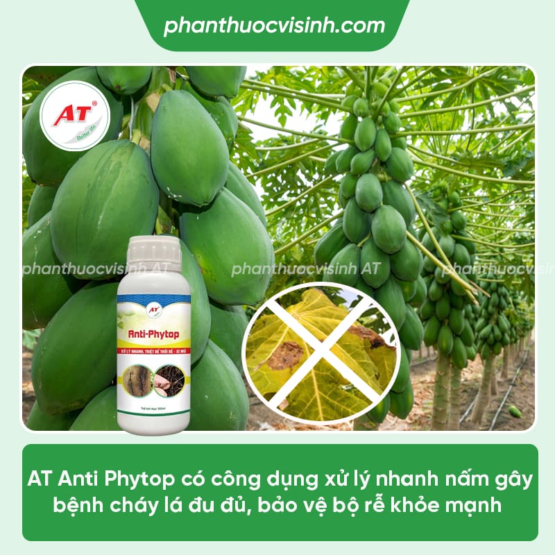 Cách phòng trị bệnh cháy lá trên cây đu đủ &Nguyên nhân