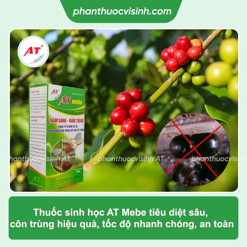 Cách phòng trừ mọt đục cành cà phê dứt điểm, an toàn 4 Mọt đục cành cà phê: Phòng trừ hiệu quả, an toàn