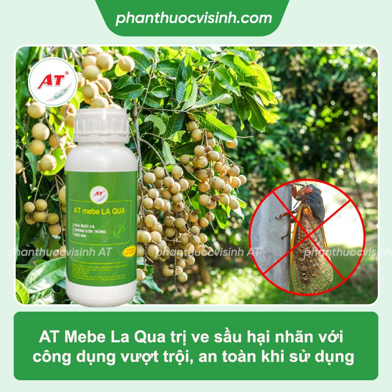 Phòng trừ ve sầu hại nhãn hiệu quả, an toàn