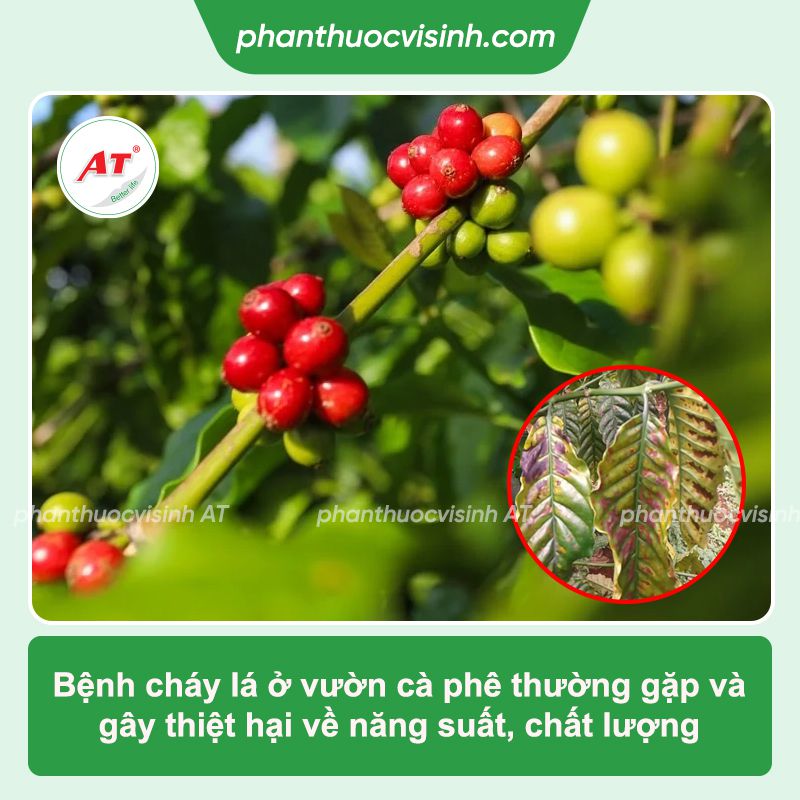 Bệnh cháy lá cà phê: Nguyên nhân, phòng trừ hiệu quả