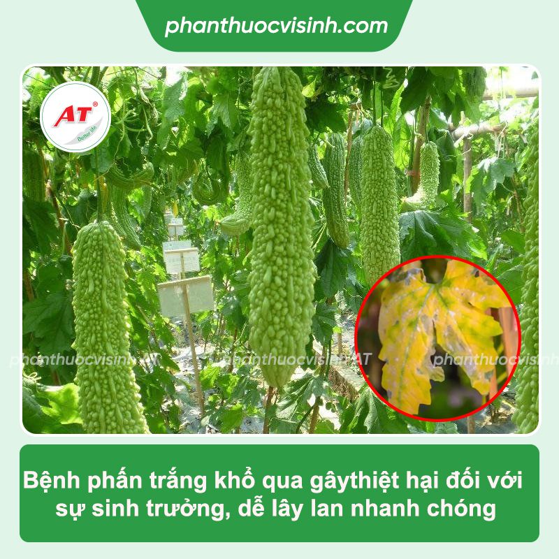 Bệnh phấn trắng trên khổ qua: Phòng trừ hiệu quả
