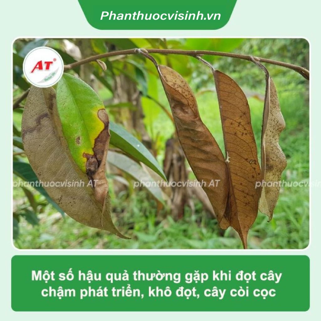 Thuốc siêu vọt đọt bung rễ Nuti 555 nâng pH, chống nghẹt rễ 1 Untitled 1 05 1