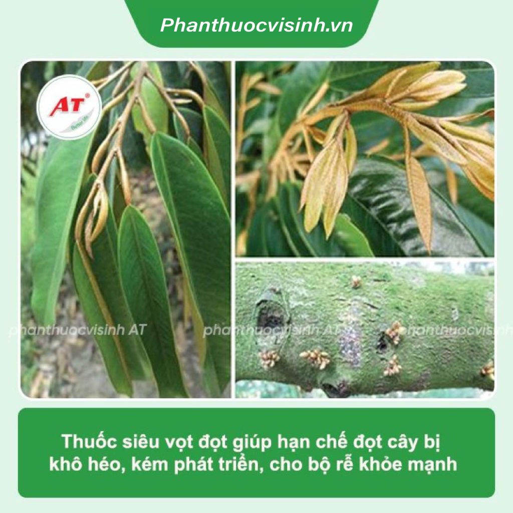 Thuốc siêu vọt đọt bung rễ Nuti 555 nâng pH, chống nghẹt rễ 2 Untitled 1 06 1