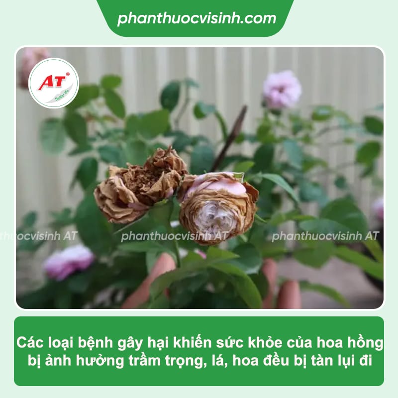 10 bệnh thường gặp ở hoa hồng và biện pháp xử lý