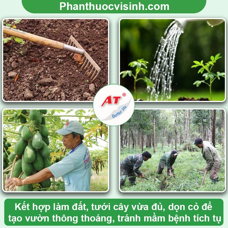 Cách phòng trị bệnh cháy lá trên cây đu đủ & Nguyên nhân