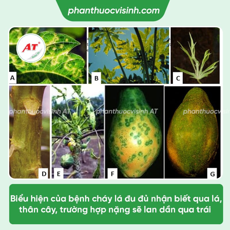 Cách phòng trị bệnh cháy lá trên cây đu đủ & Nguyên nhân