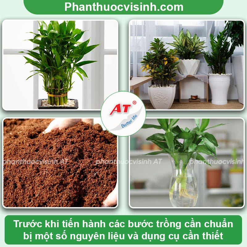 Hướng dẫn chi tiết cách trồng cây phát tài xanh lá, tươi lâu