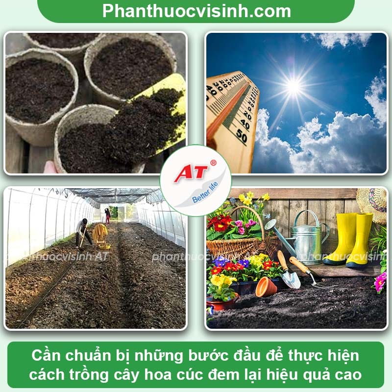 Hướng dẫn cách trồng hoa cúc chi tiết, đúng kỹ thuật