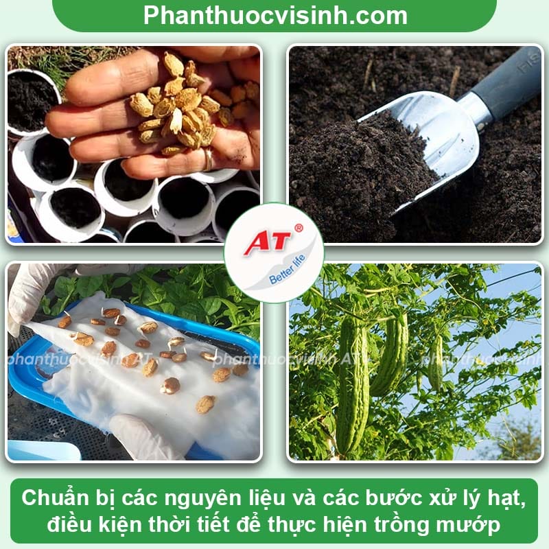 Cách trồng mướp đắng dễ thực hiện, hiệu quả cao
