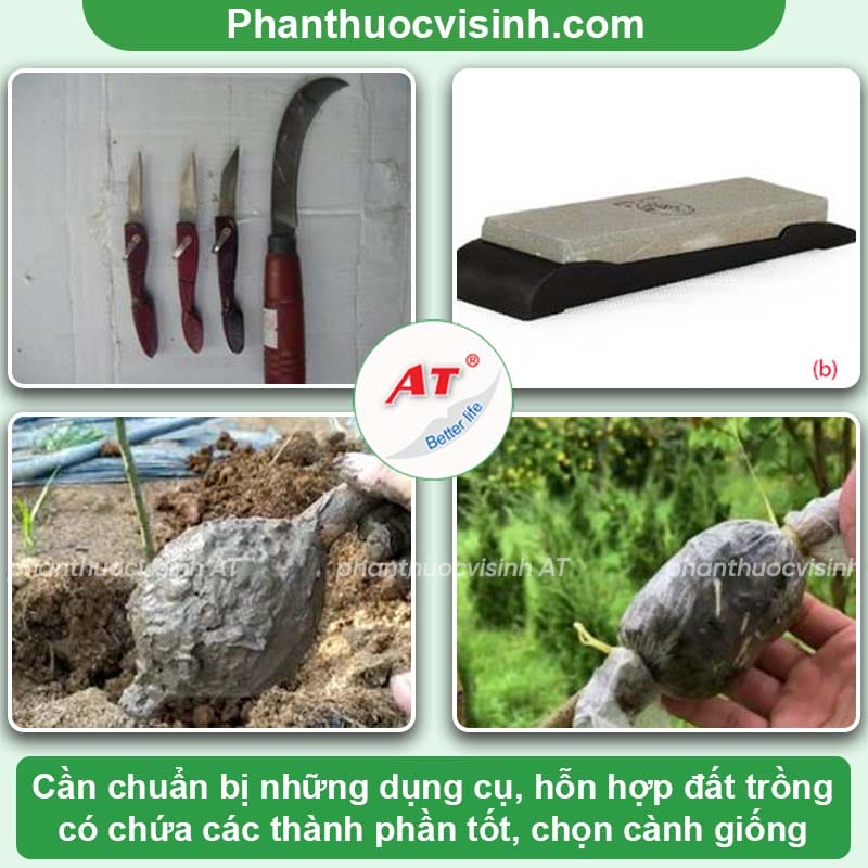 Áp dụng phương pháp chiết cành măng cụt đơn giản, hiệu quả