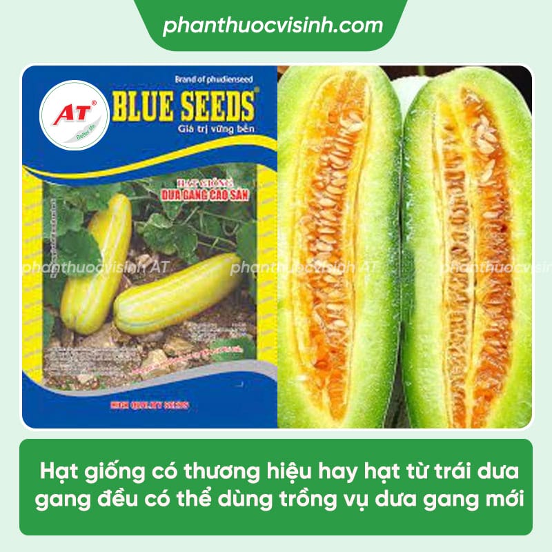 Cách trồng dưa gang (dưa bở) dễ chăm, trái to, sai quả