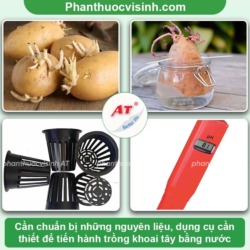 Hướng dẫn cách trồng khoai tây trong nước đơn giản, hiệu quả
