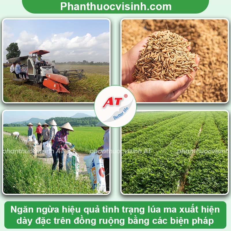 Cách xử lý lúa ma diệt trừ tận gốc, loại bỏ khỏi đồng ruộng