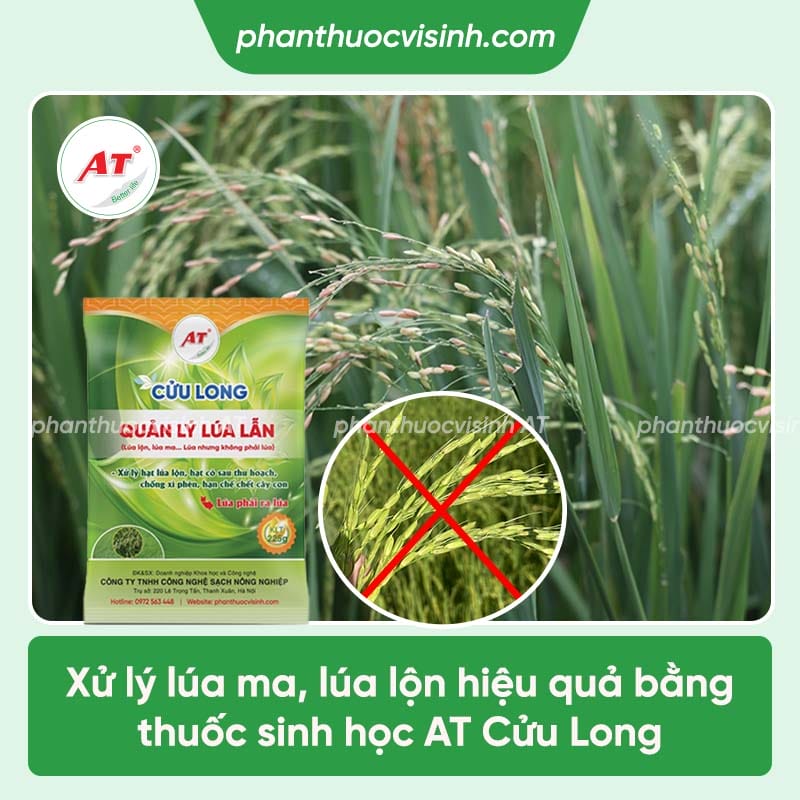 Cách xử lý lúa ma diệt trừ tận gốc, loại bỏ khỏi đồng ruộng